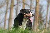 BOUVIER D'APPENZELL 008